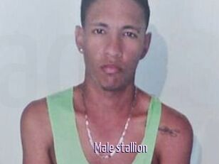 Male_stallion