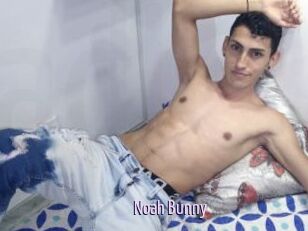 Noah_Bunny