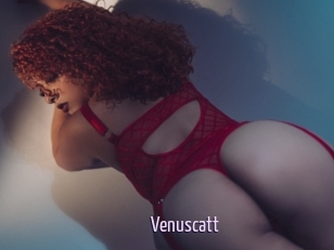 Venuscatt